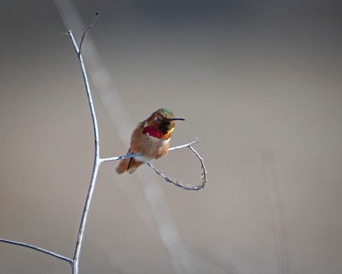 Allen's Hummingbird - James Kendall