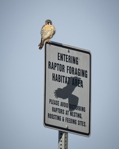 American Kestrel - James Kendall