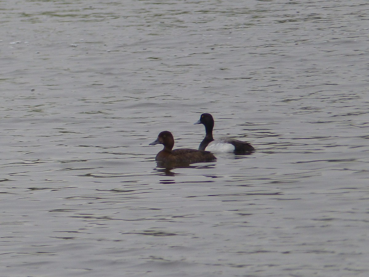 Greater Scaup - ML30246831