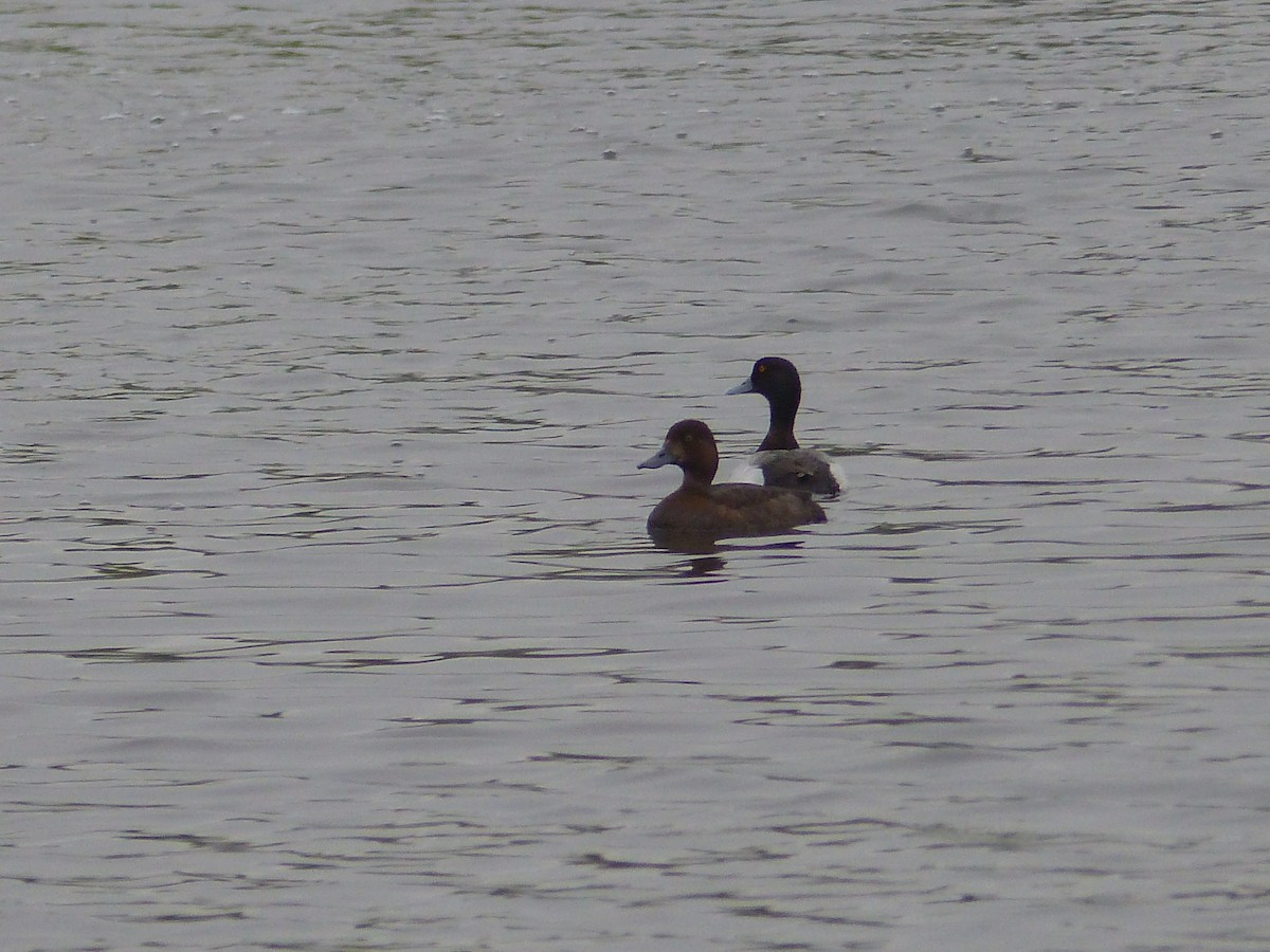 Greater Scaup - ML30246861