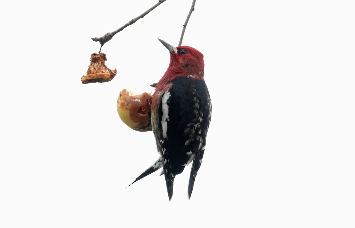 Red-breasted Sapsucker - ML302471681
