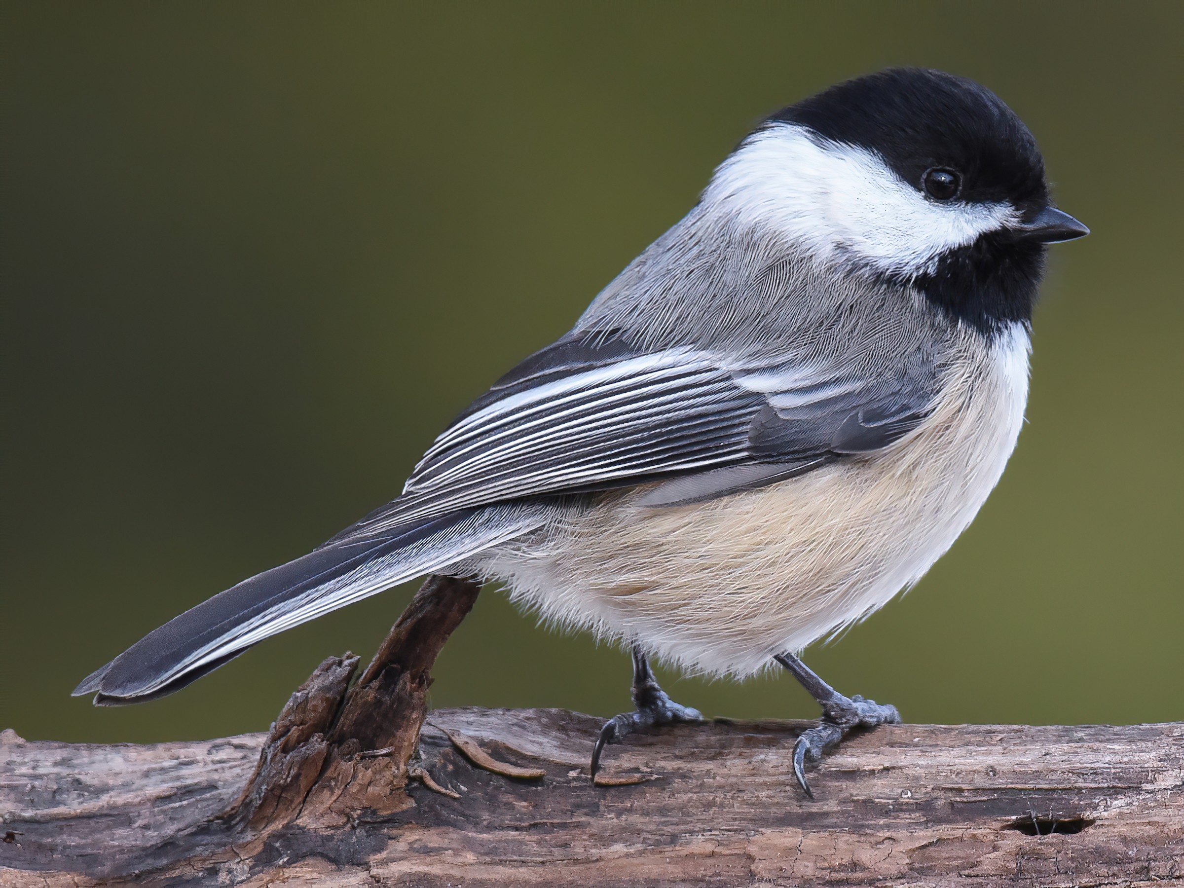 A photo of a black-capped chickadee on a log.