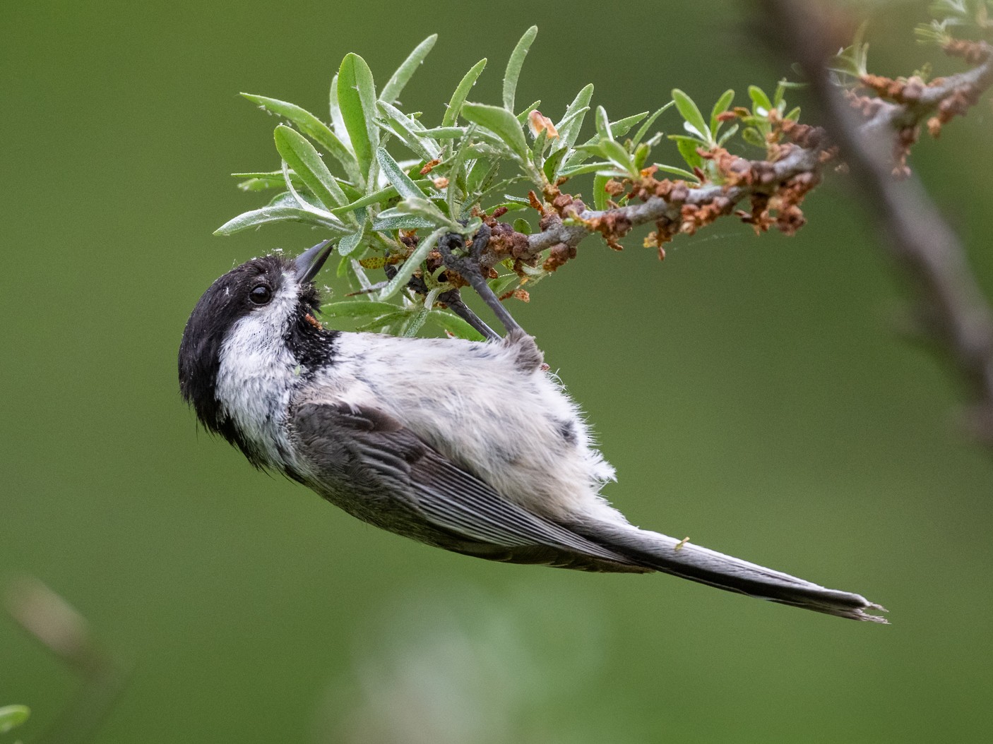 アメリカコガラ - eBird