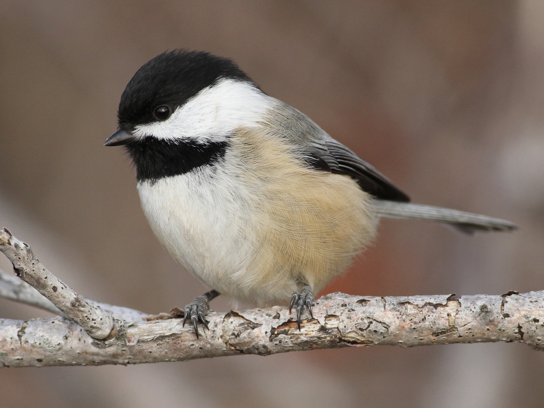 Symphony in Feathers: Discovering the Splendor of the Black-capped