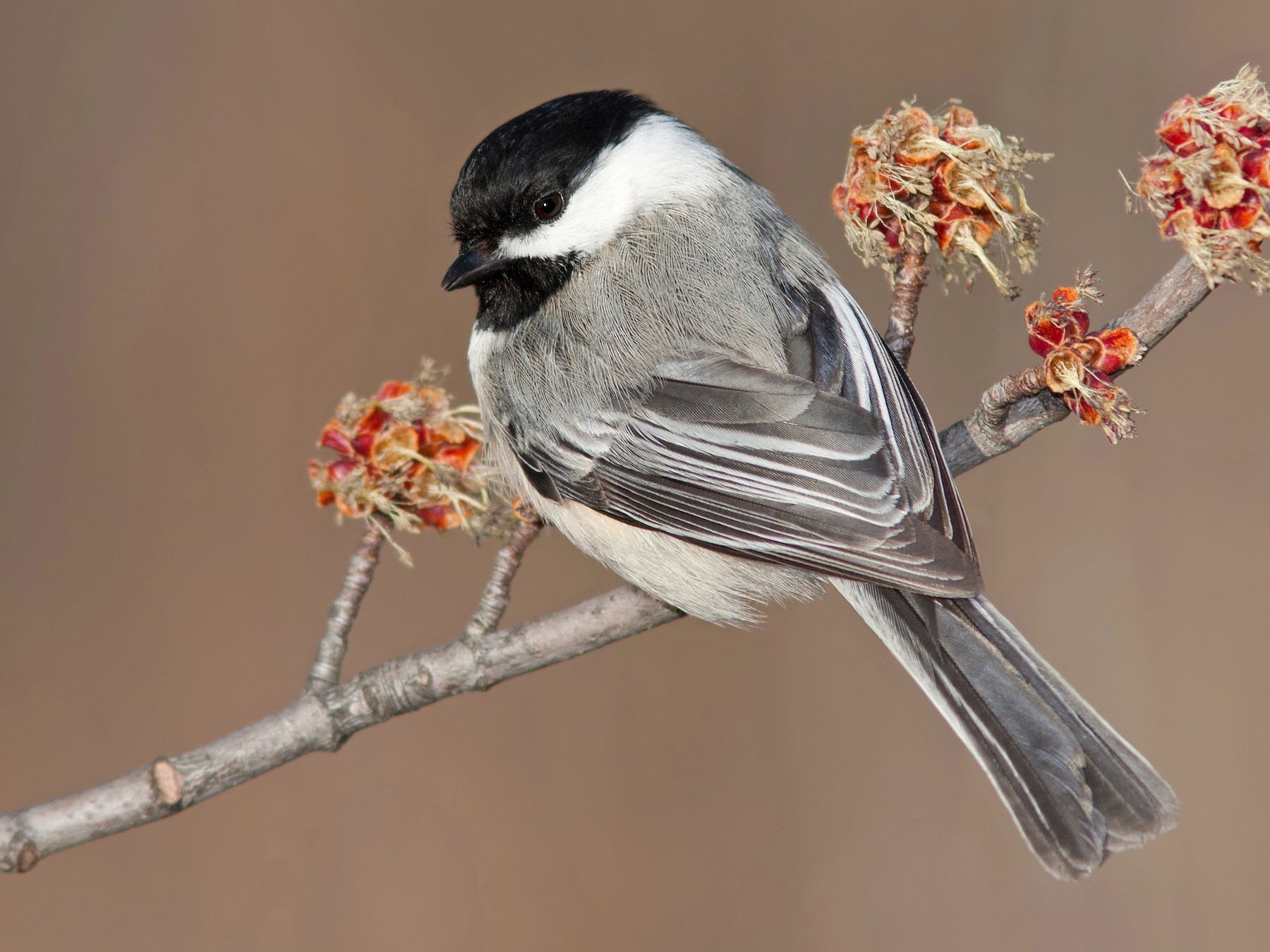 black capped chickadee