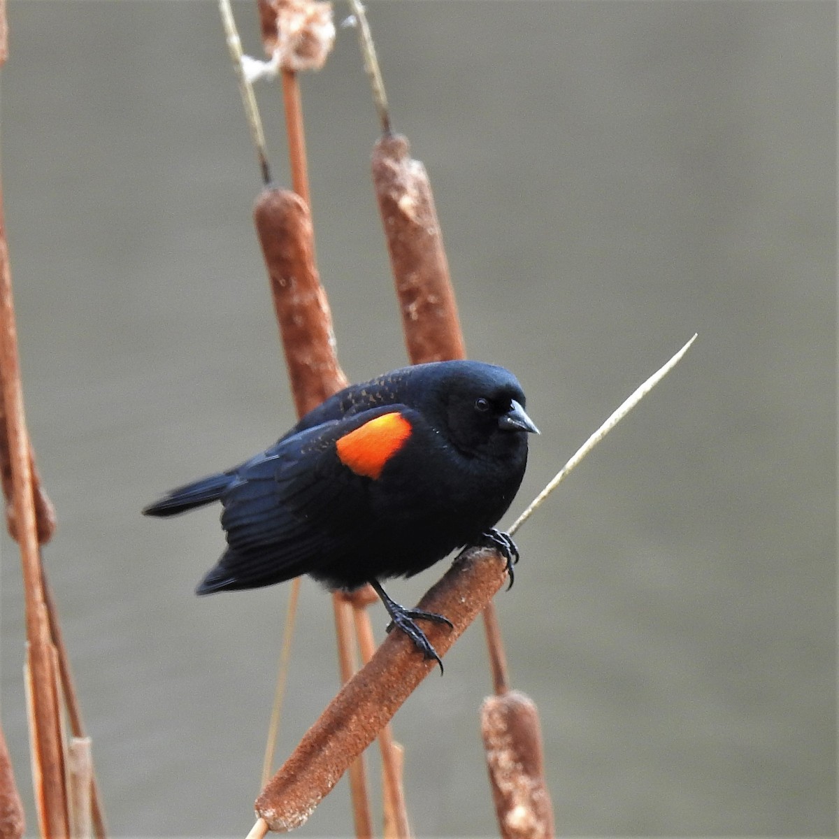 Red-winged Blackbird - ML302477231