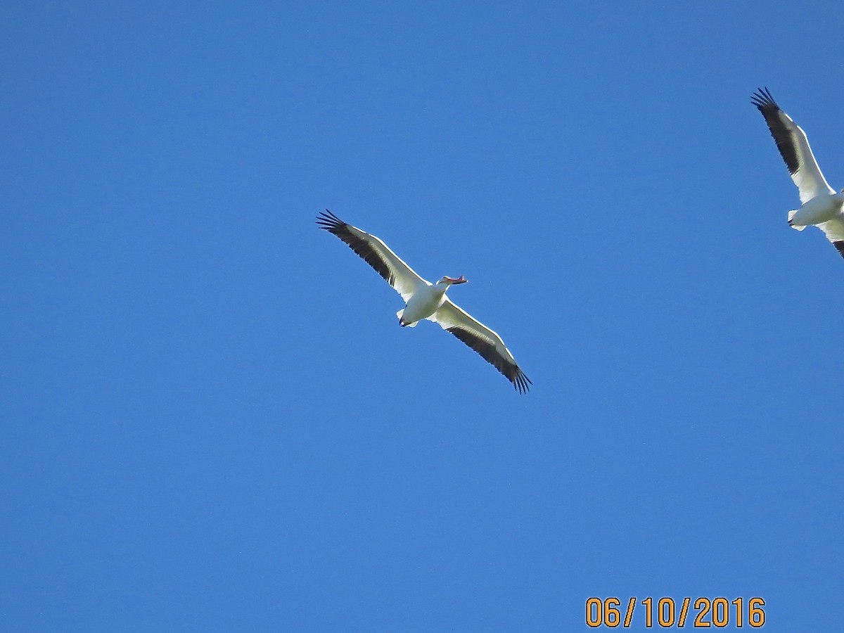 American White Pelican - chuck cruit