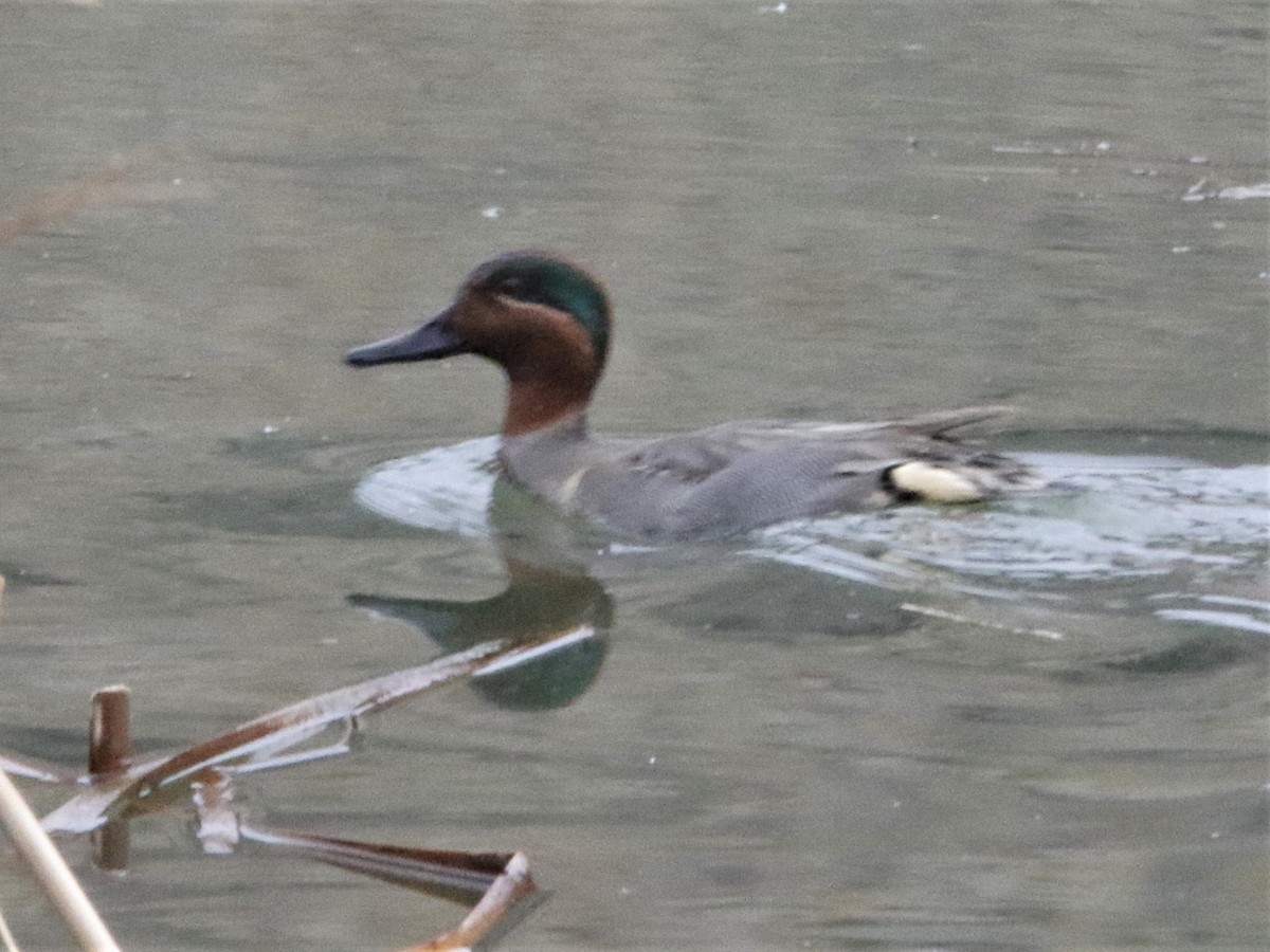 Green-winged Teal - ML302480881