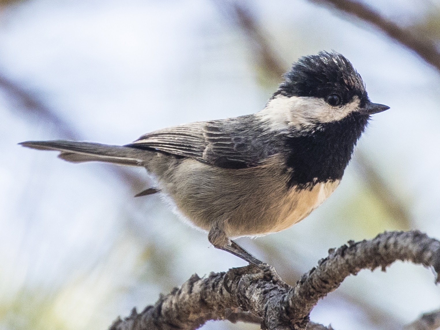 Mexican Chickadee - Michael Henry