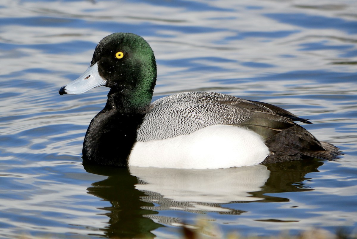 Greater/Lesser Scaup - ML302481591