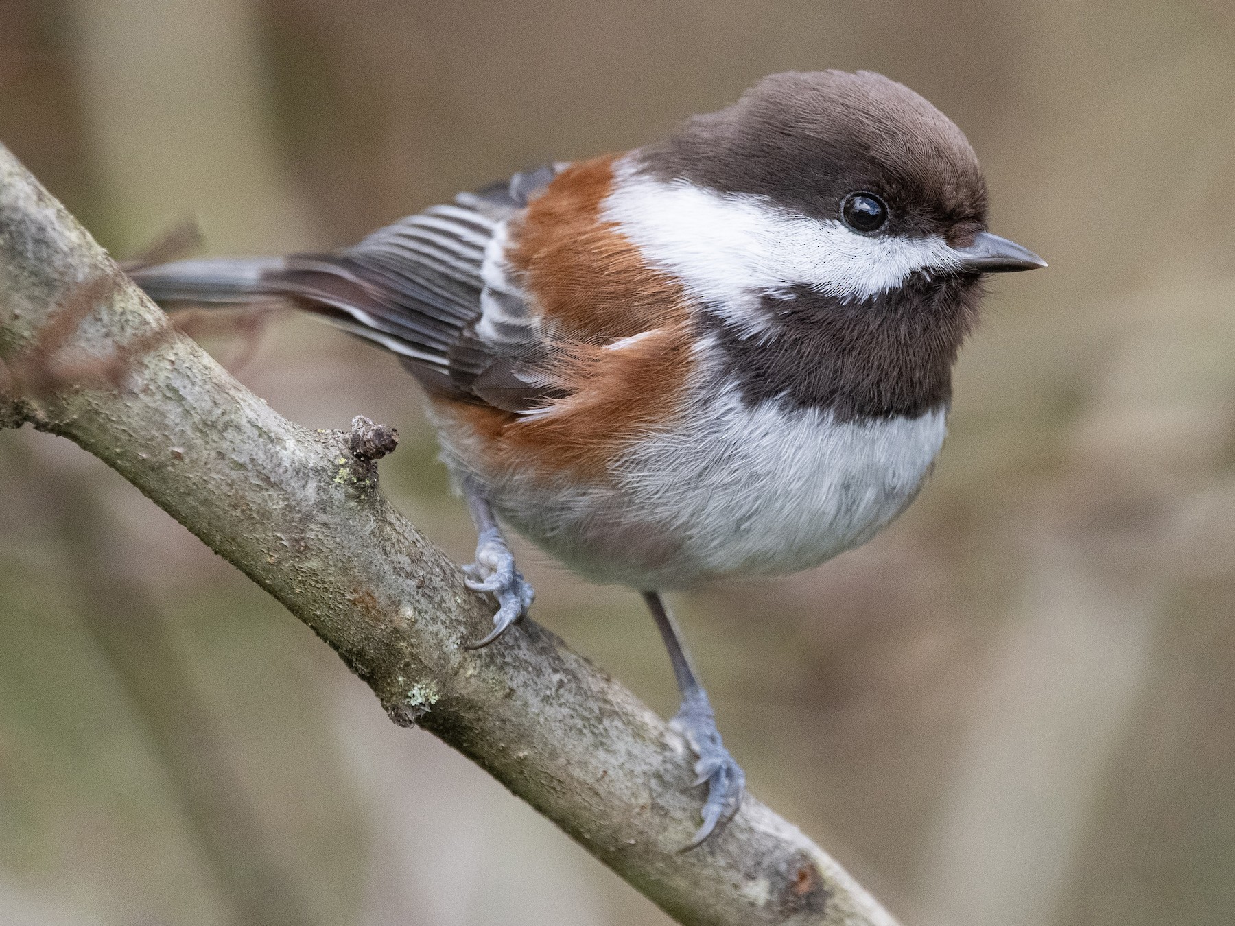 Chestnut-backed Chickadee - Mason Maron