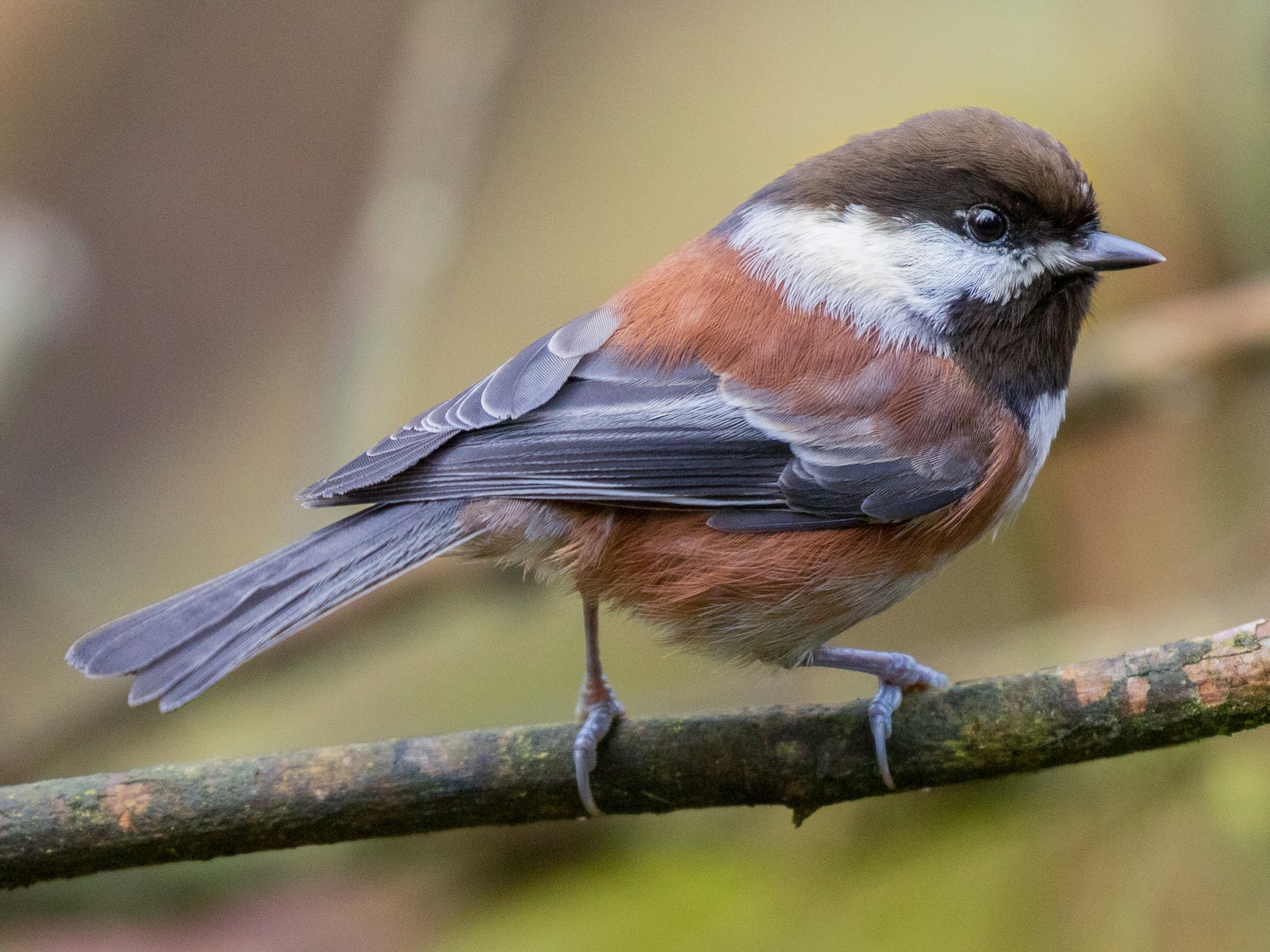 Chestnut-backed Chickadee - John Reynolds