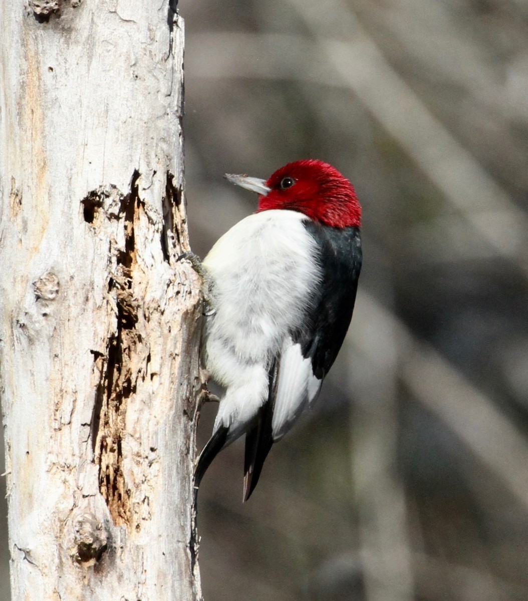 Red-headed Woodpecker - Bert Fisher