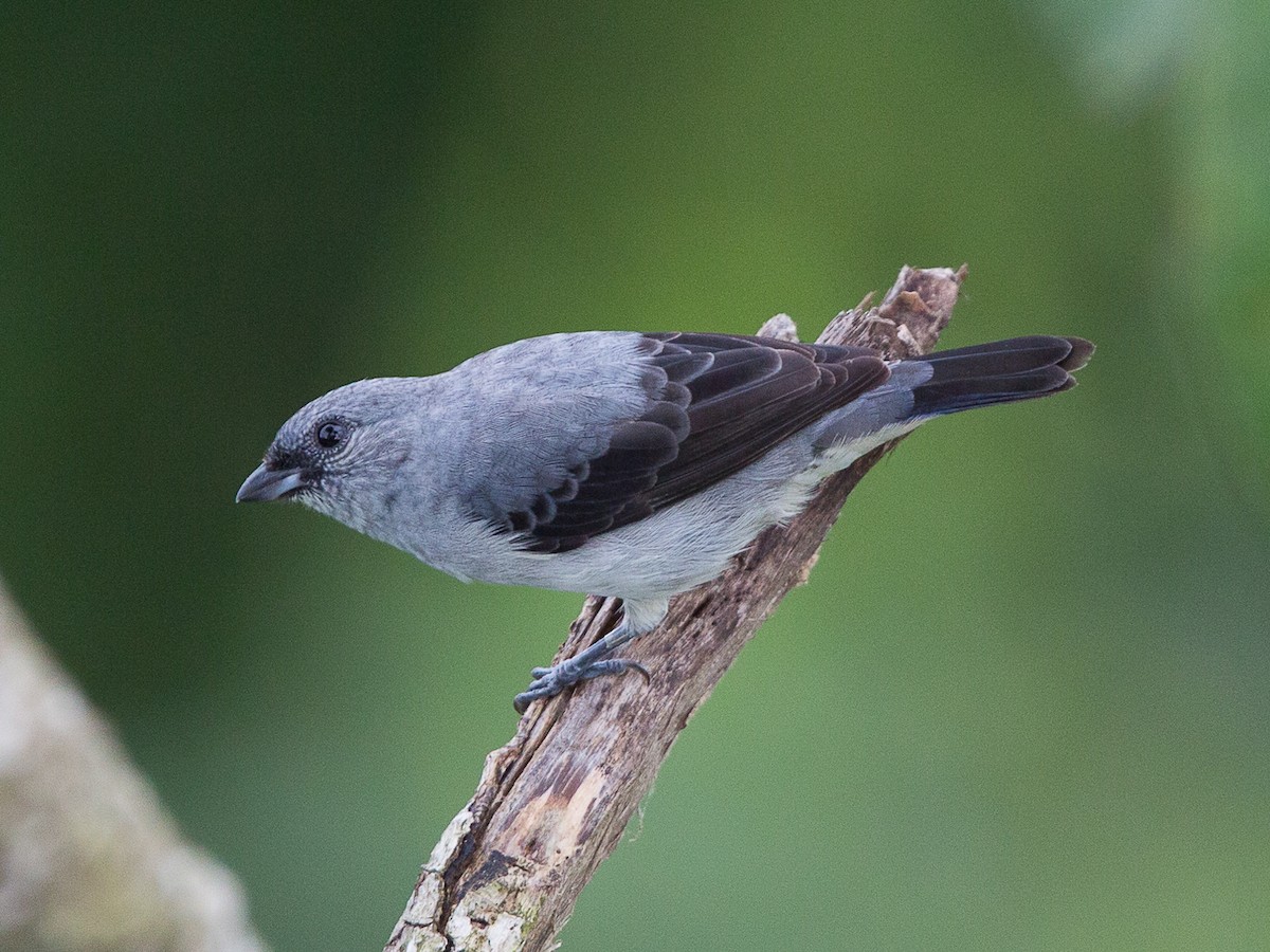 Plain-colored Tanager - Tangara inornata - Birds of the World