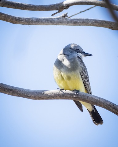 Cassin's Kingbird - James Kendall