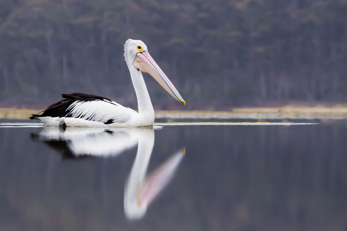 Avustralya Pelikanı - ML302489211