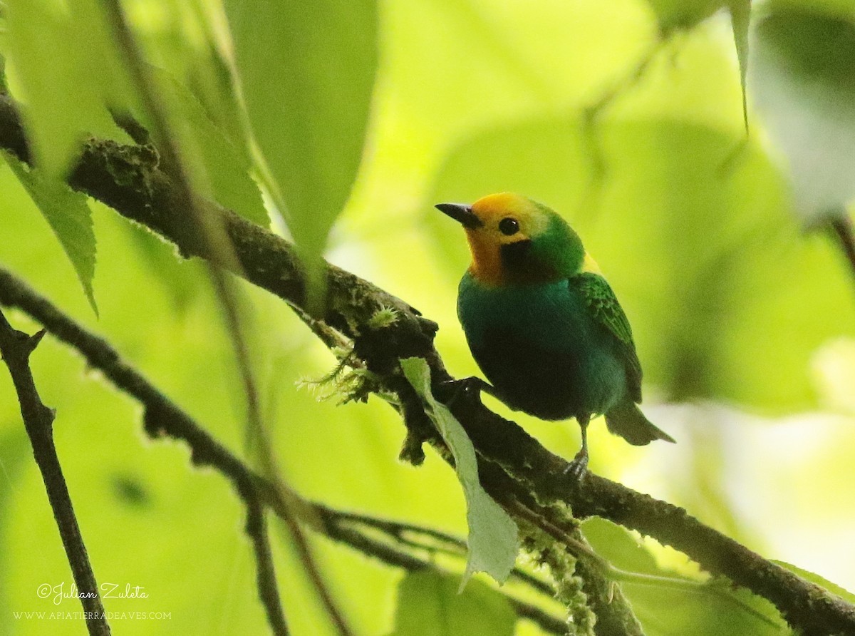 Multicolored Tanager - ML302495971