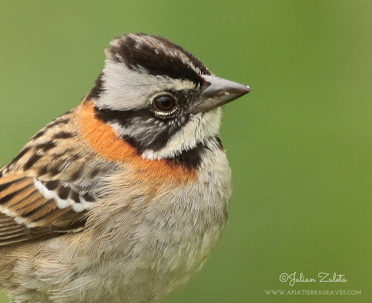 Rufous-collared Sparrow - ML302498171