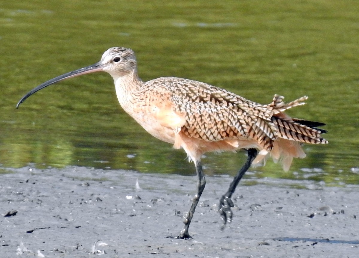 Long-billed Curlew - ML302499691