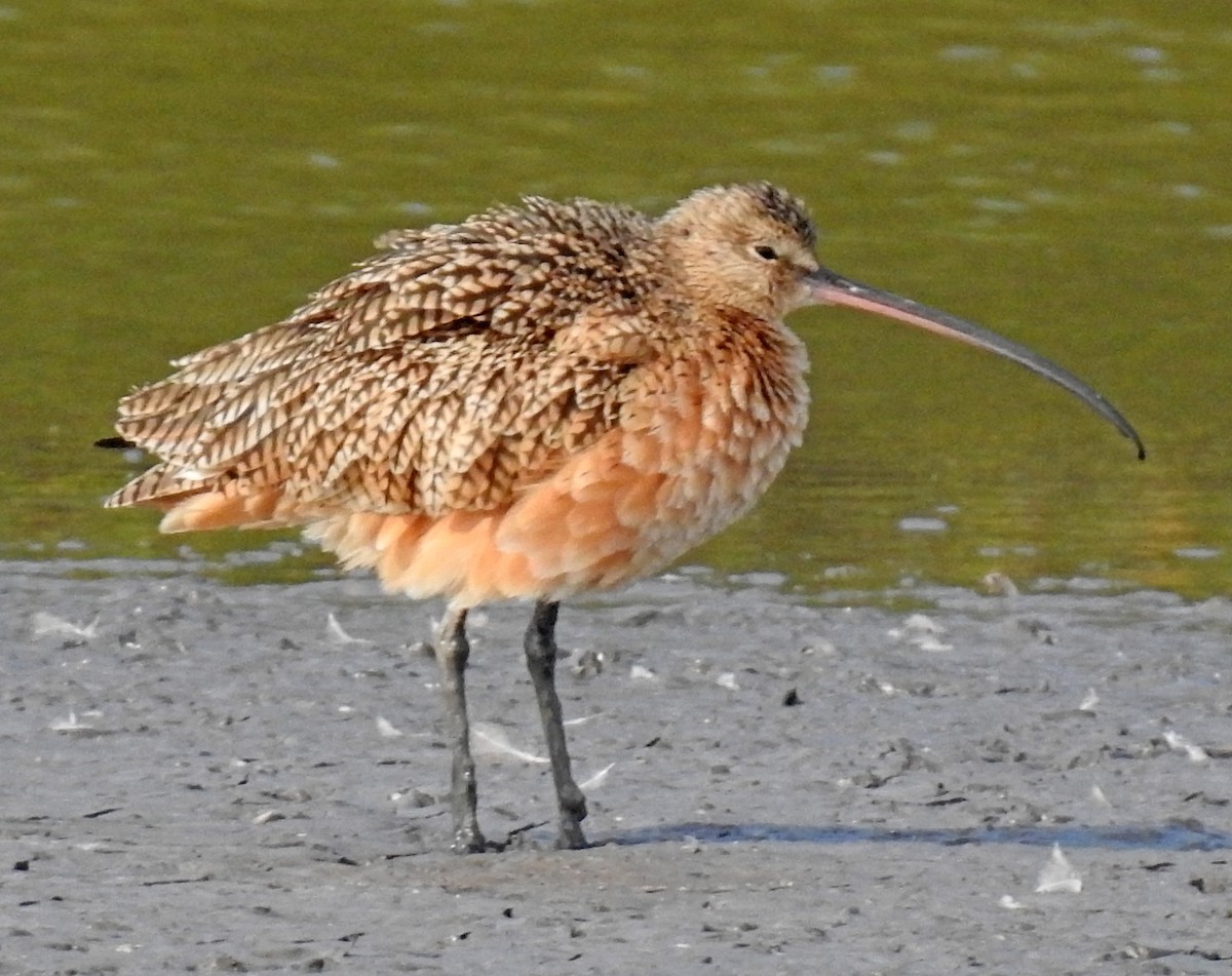 Long-billed Curlew - ML302499951