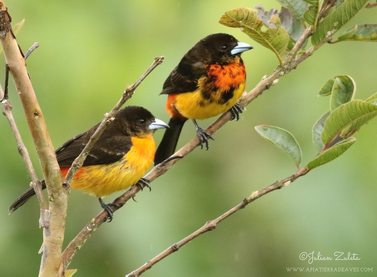 Flame-rumped Tanager - ML302500731