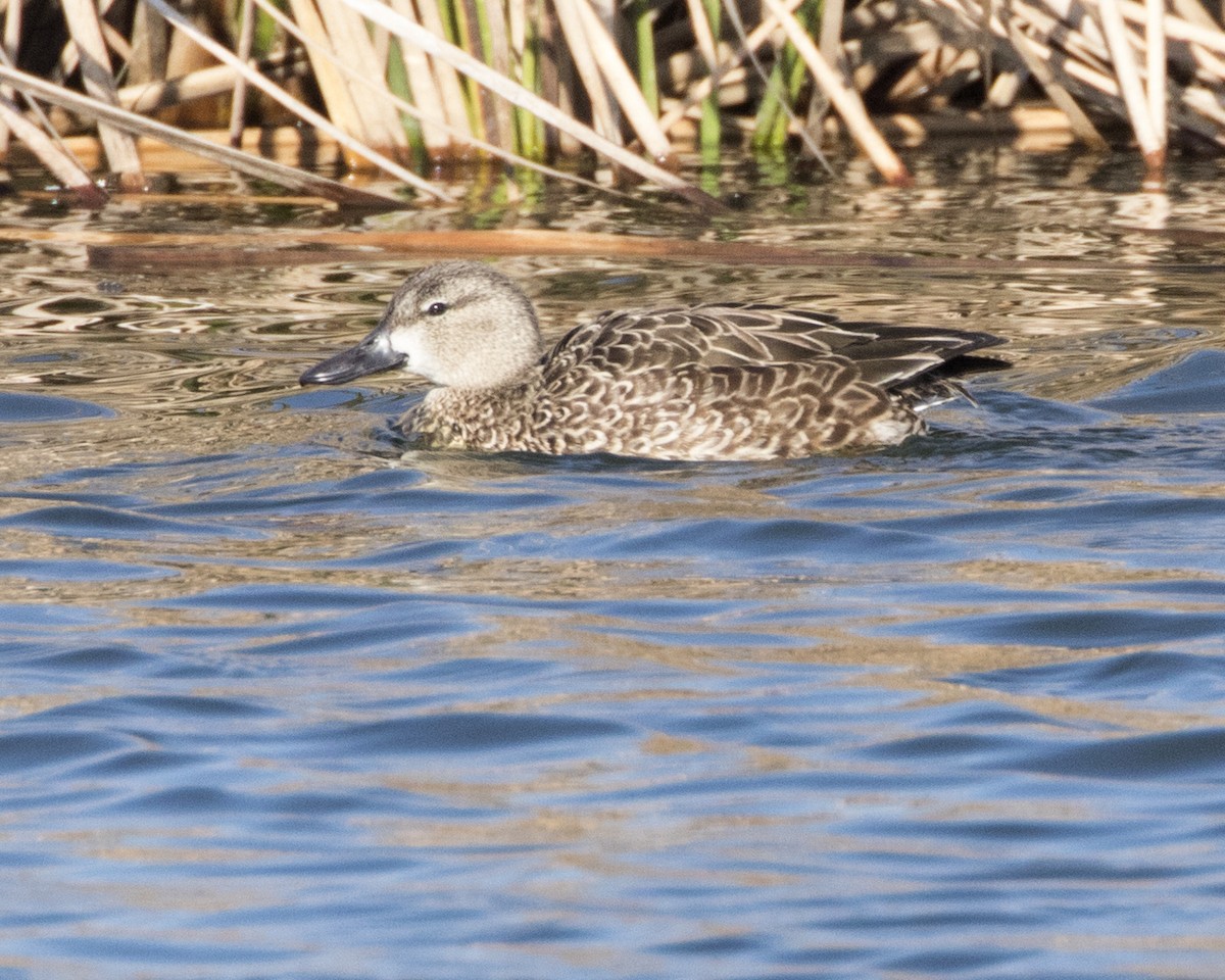 Blue-winged Teal - ML302500791