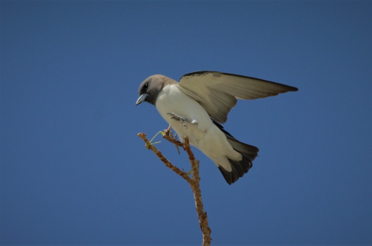 White-breasted Woodswallow - ML302502811