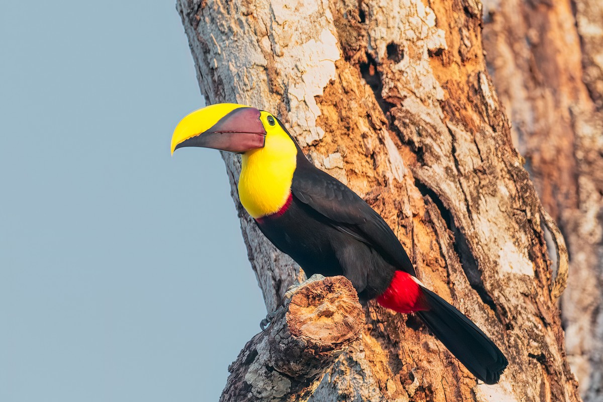Yellow-throated Toucan - Bob Bowhay
