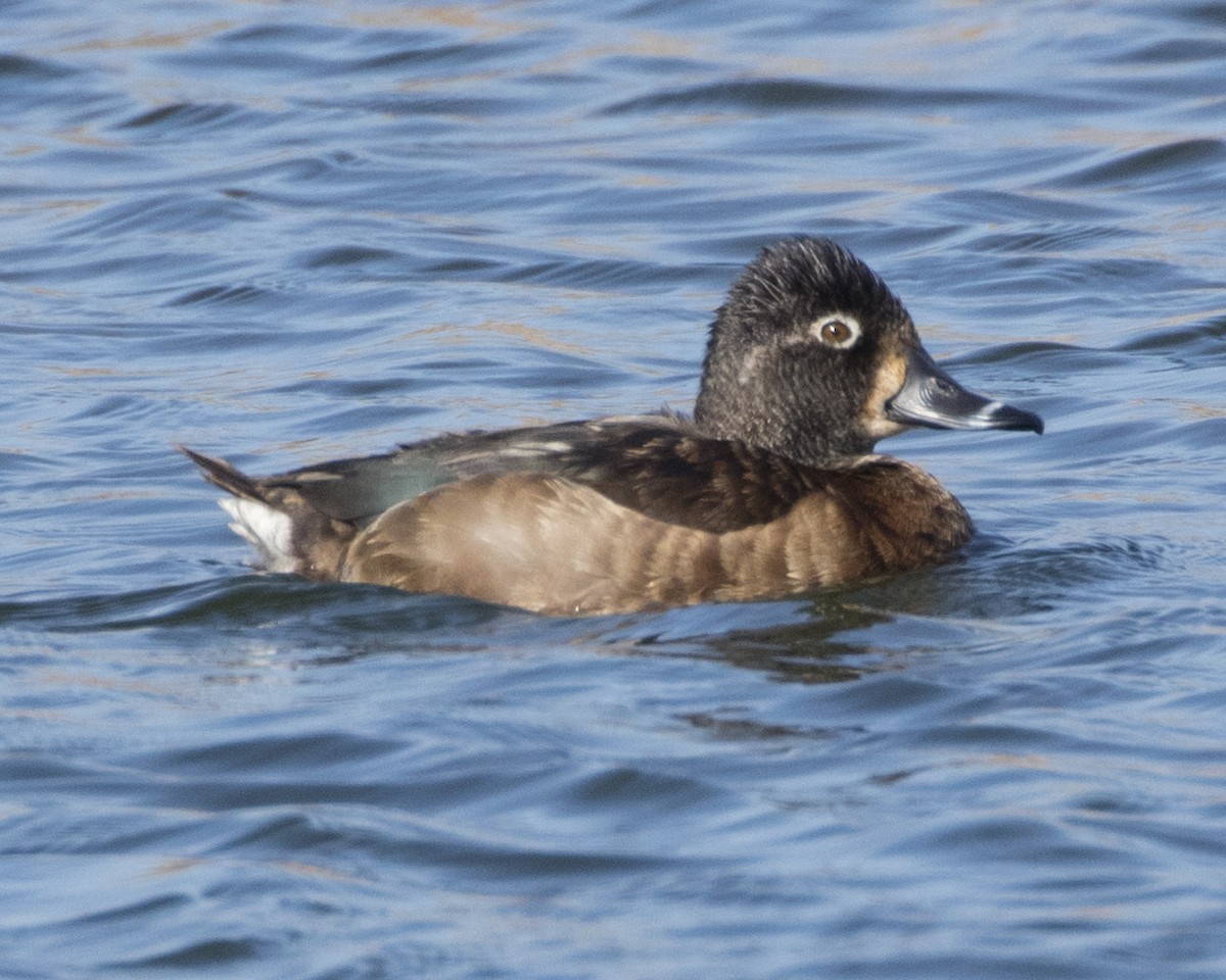 Ring-necked Duck - ML302504431