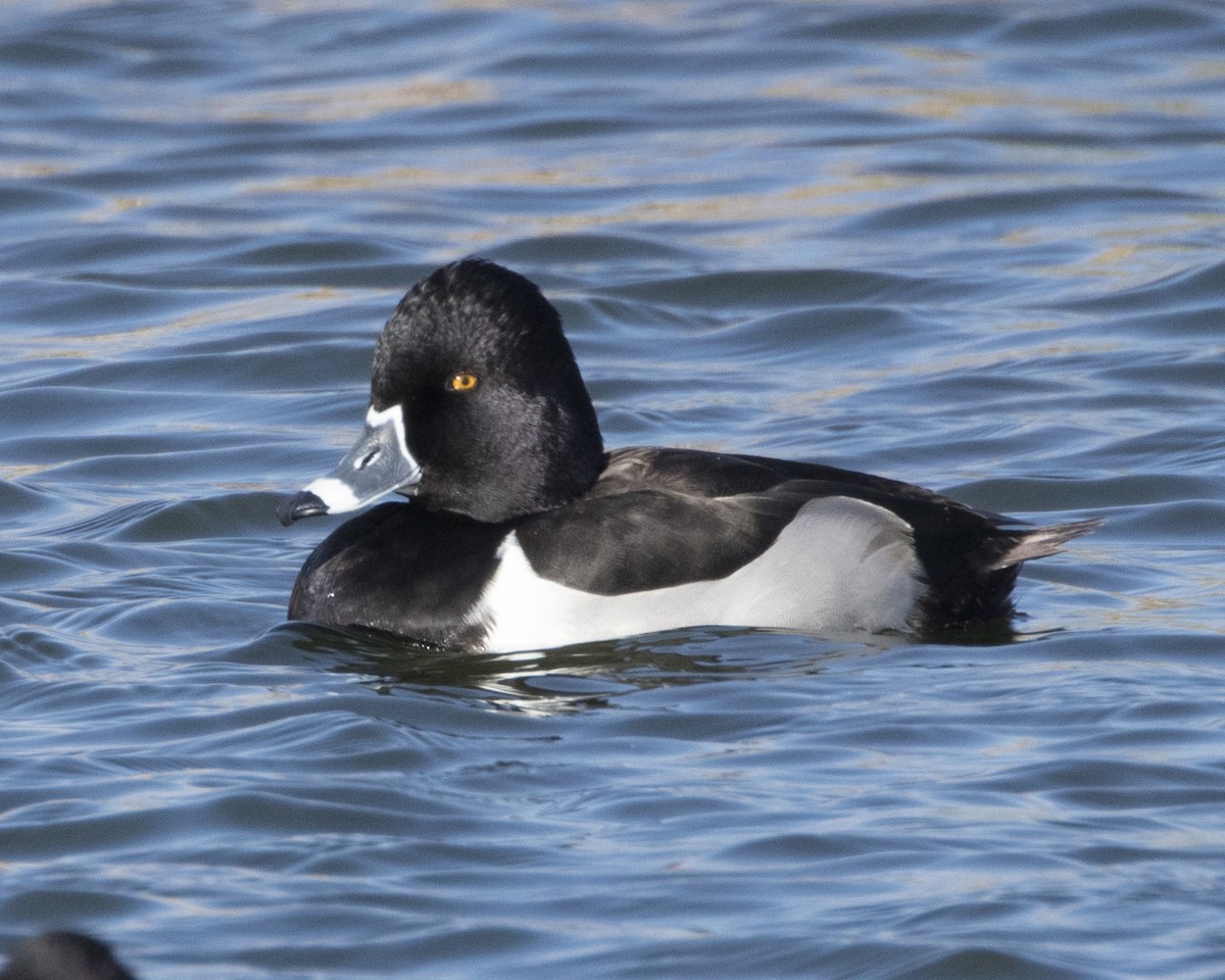 Ring-necked Duck - ML302504521