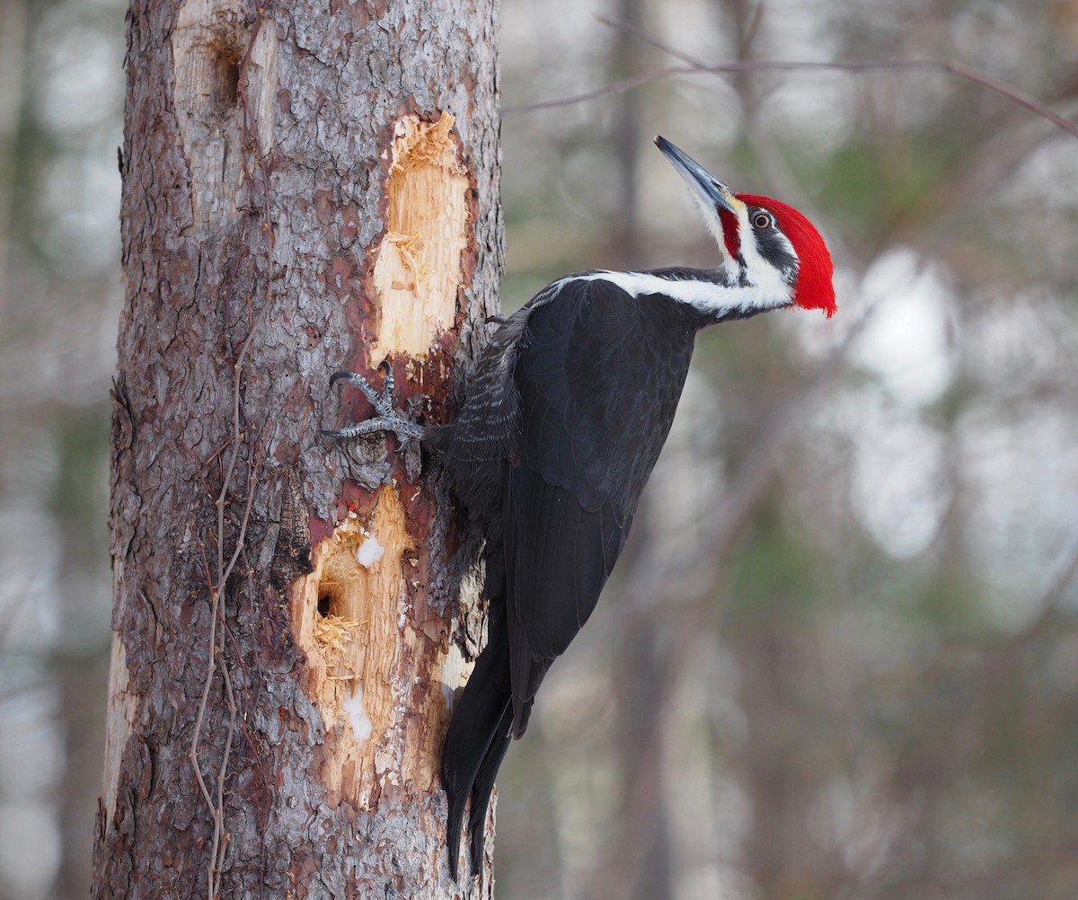Pileated Woodpecker - Thierry Grandmont