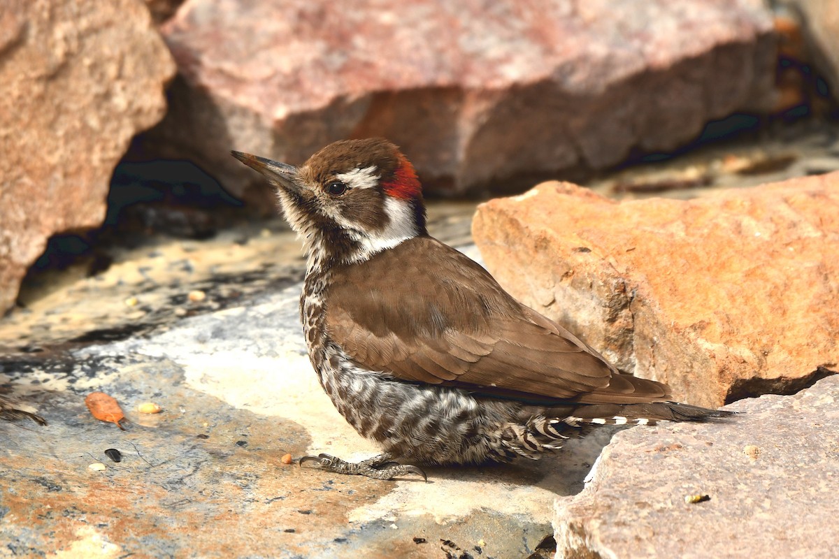 Arizona Woodpecker - Tony Battiste