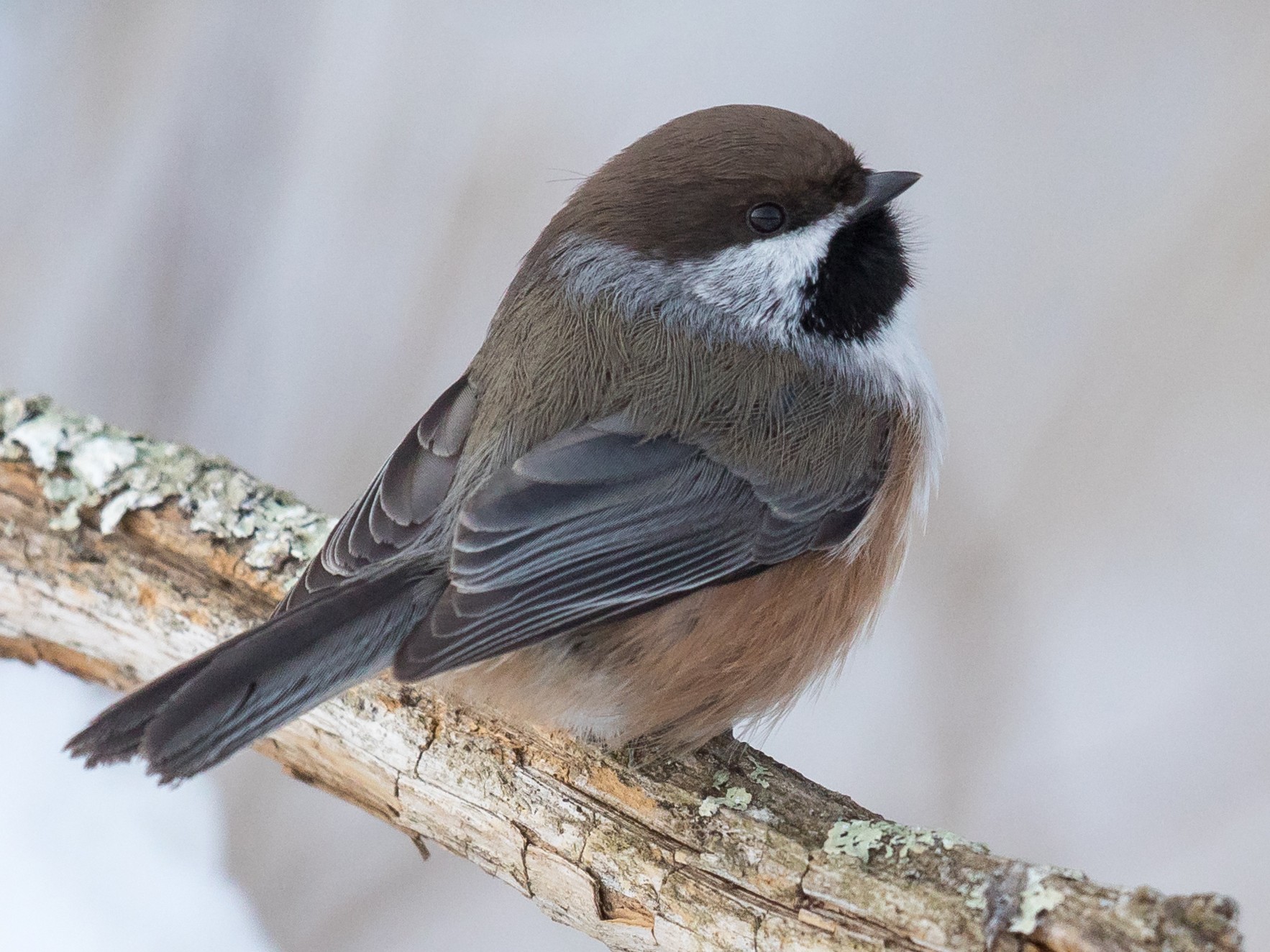 Boreal Chickadee Ebird