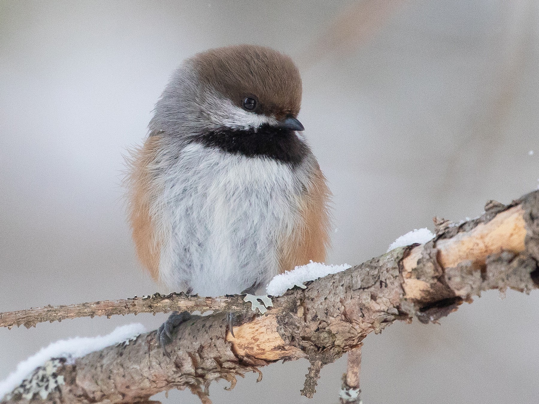 Boreal Chickadee - bellemare celine