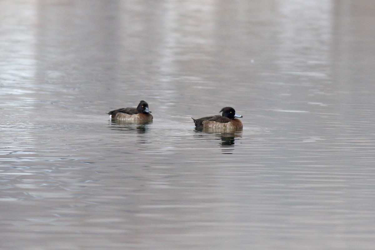 Tufted Duck - ML302507421