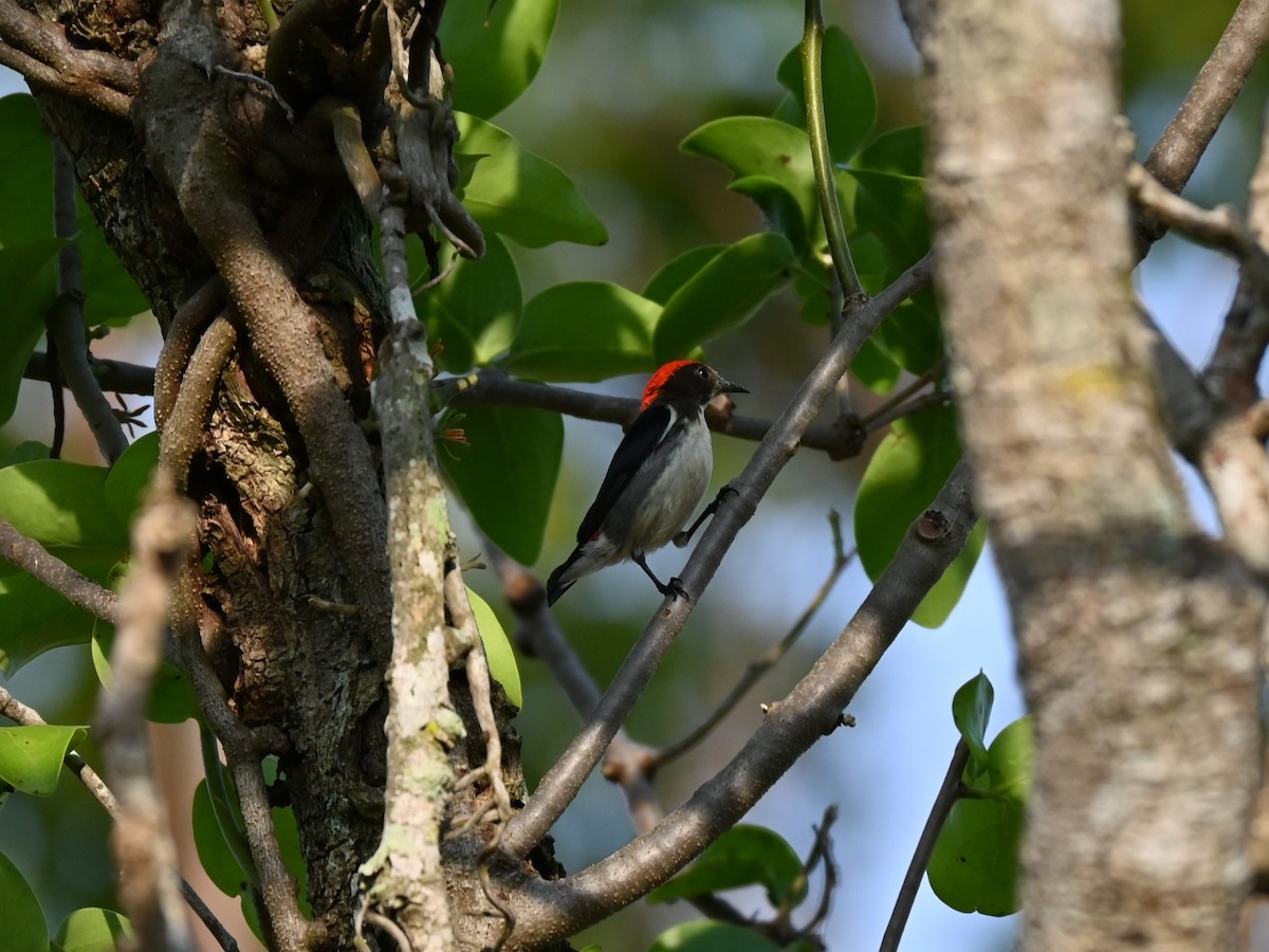 Scarlet-backed Flowerpecker - ML302507451