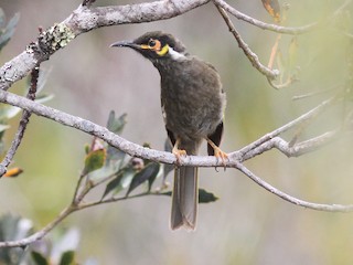  - Black-throated Honeyeater