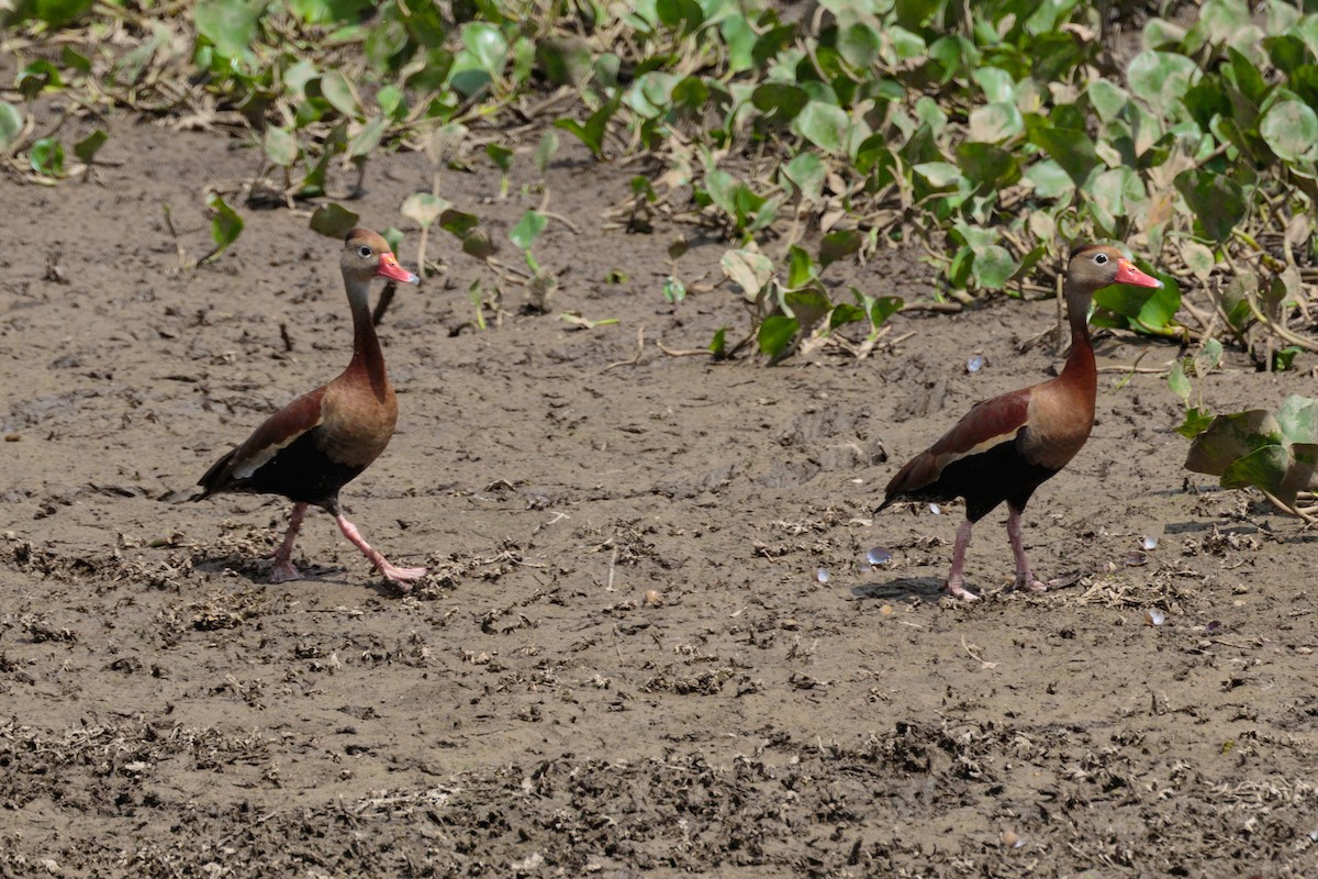 Black-bellied Whistling-Duck - Bob Bowhay