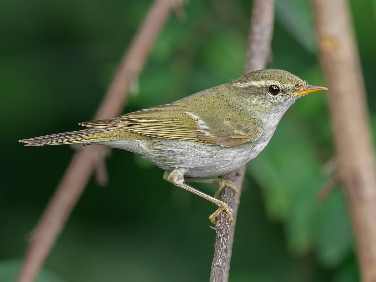 Two-barred Warbler - Phylloscopus plumbeitarsus - Birds of the World