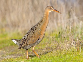 Ridgway's Rail - Rallus obsoletus - Birds of the World