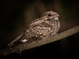  - Little Nightjar