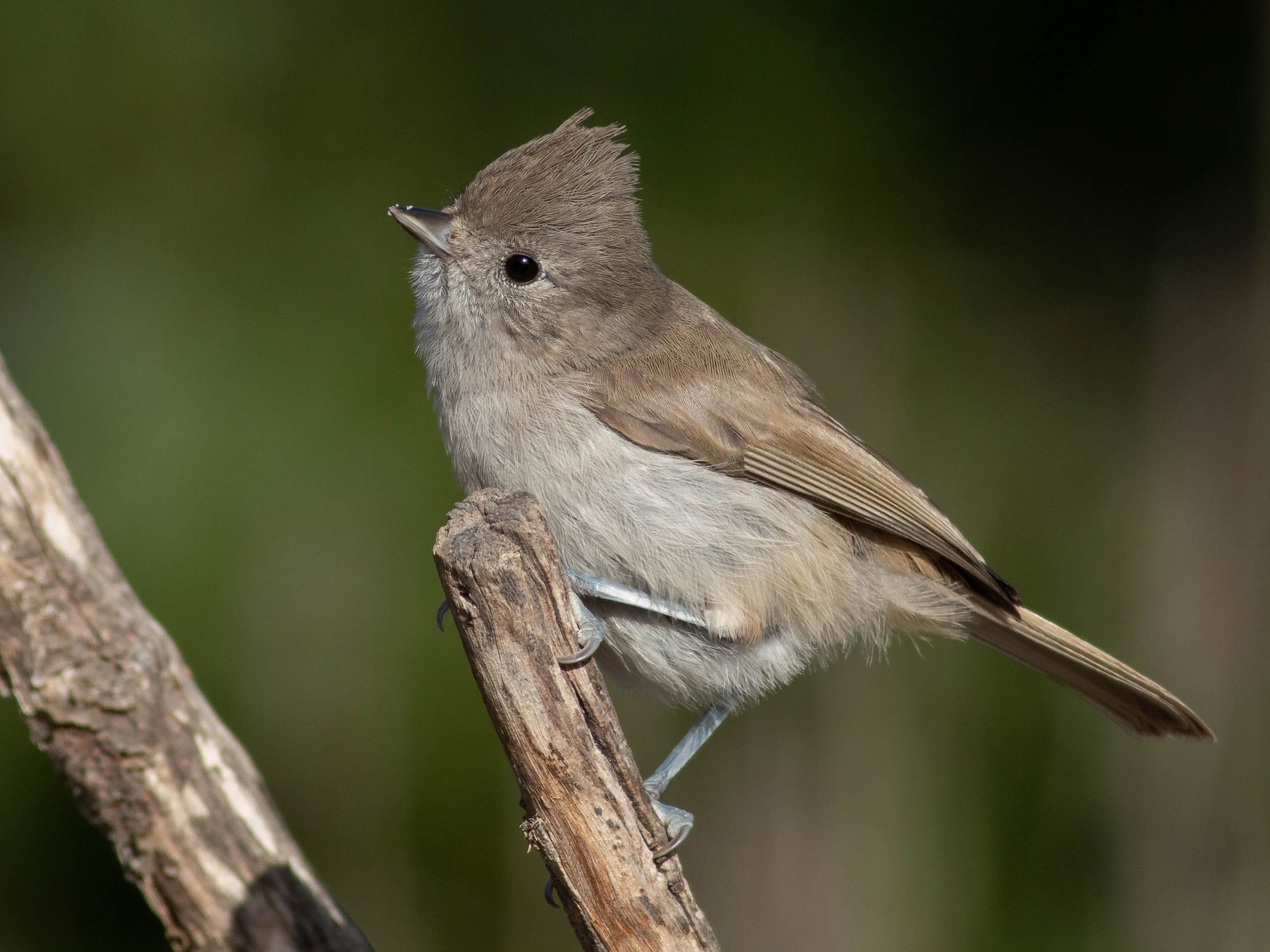 Oak Titmouse - Paul Fenwick