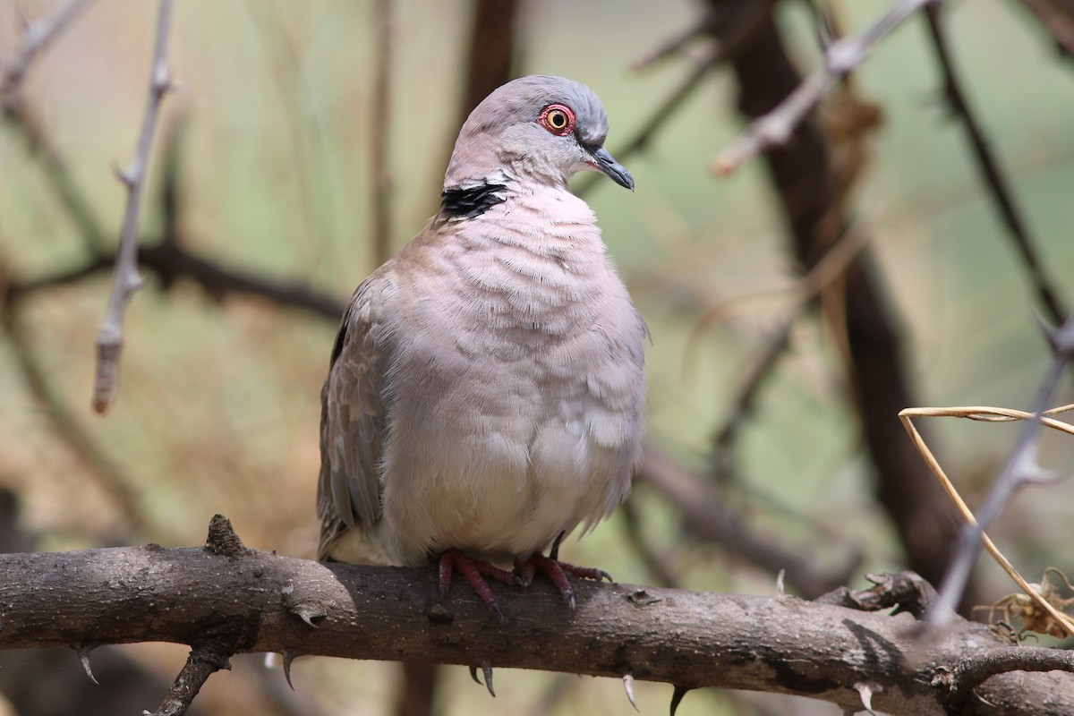 Mourning Collared-Dove - ML302515651