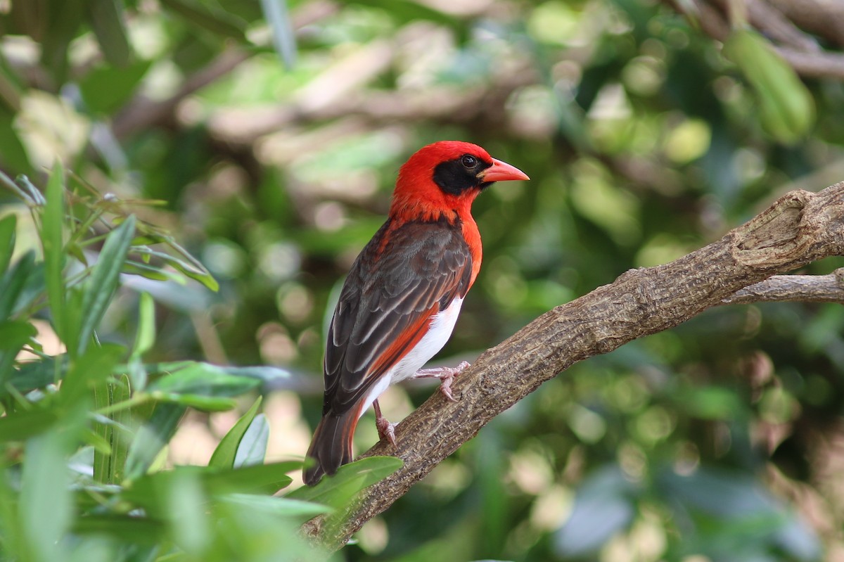 Red-headed Weaver - george parker