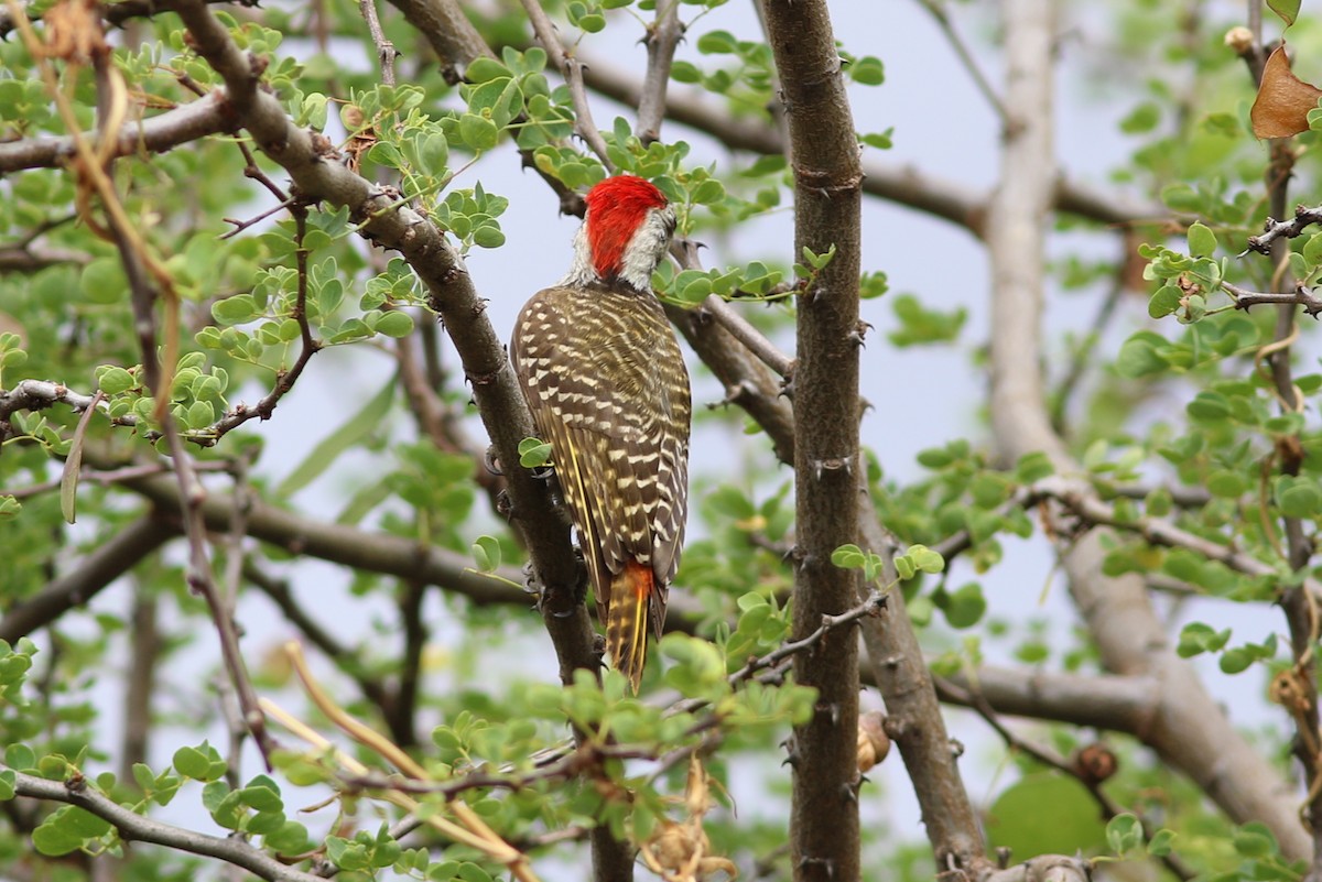 Cardinal Woodpecker - ML302516911
