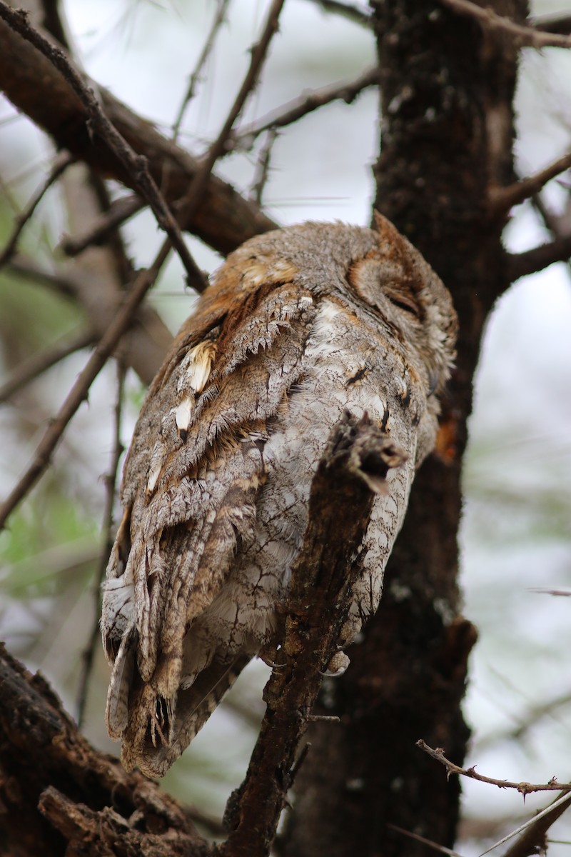 African Scops-Owl (African) - ML302518681