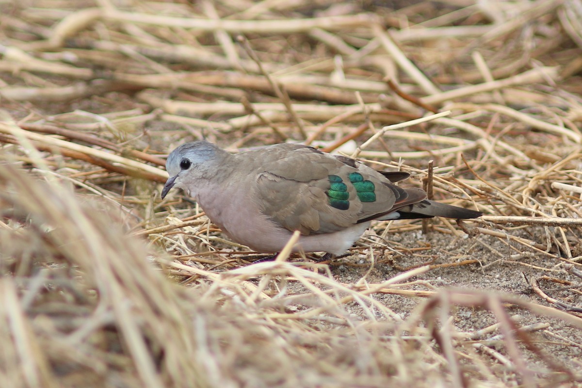 Emerald-spotted Wood-Dove - george parker