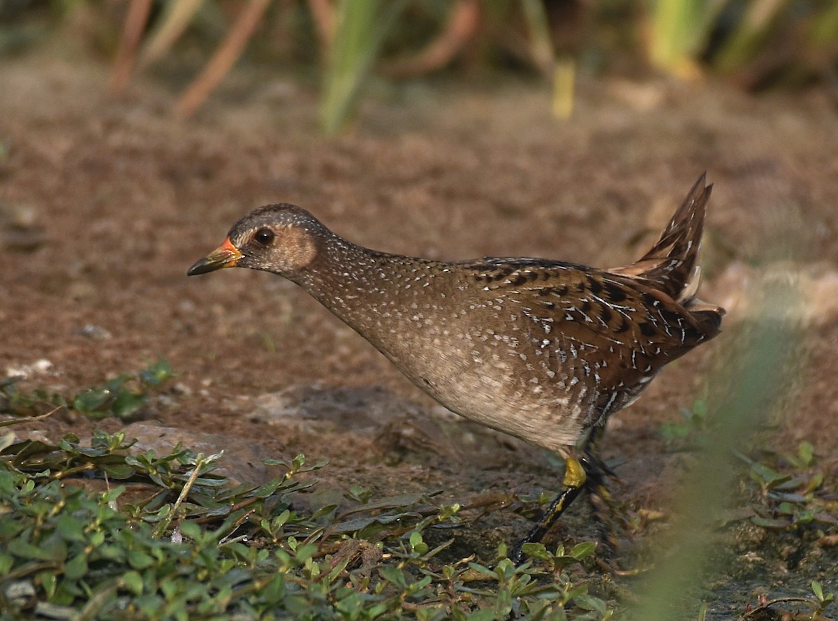 Spotted Crake - ML302521381