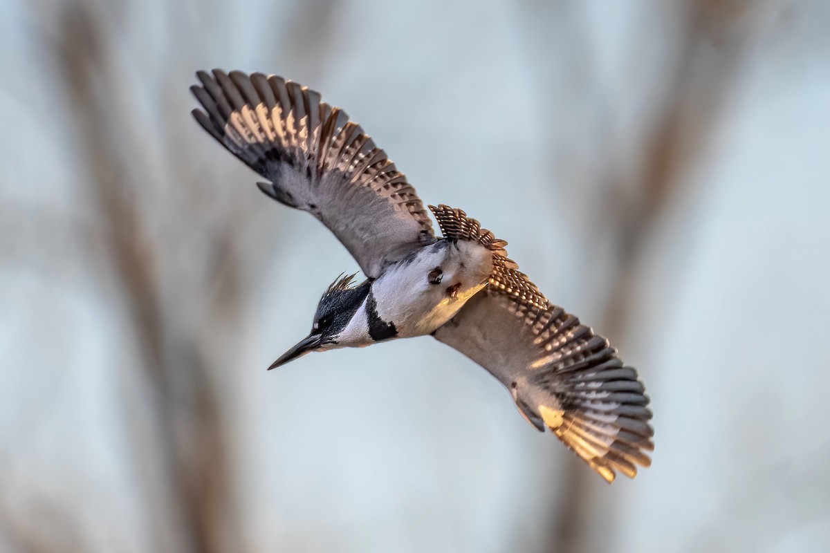 Belted Kingfisher - Richard Pockat