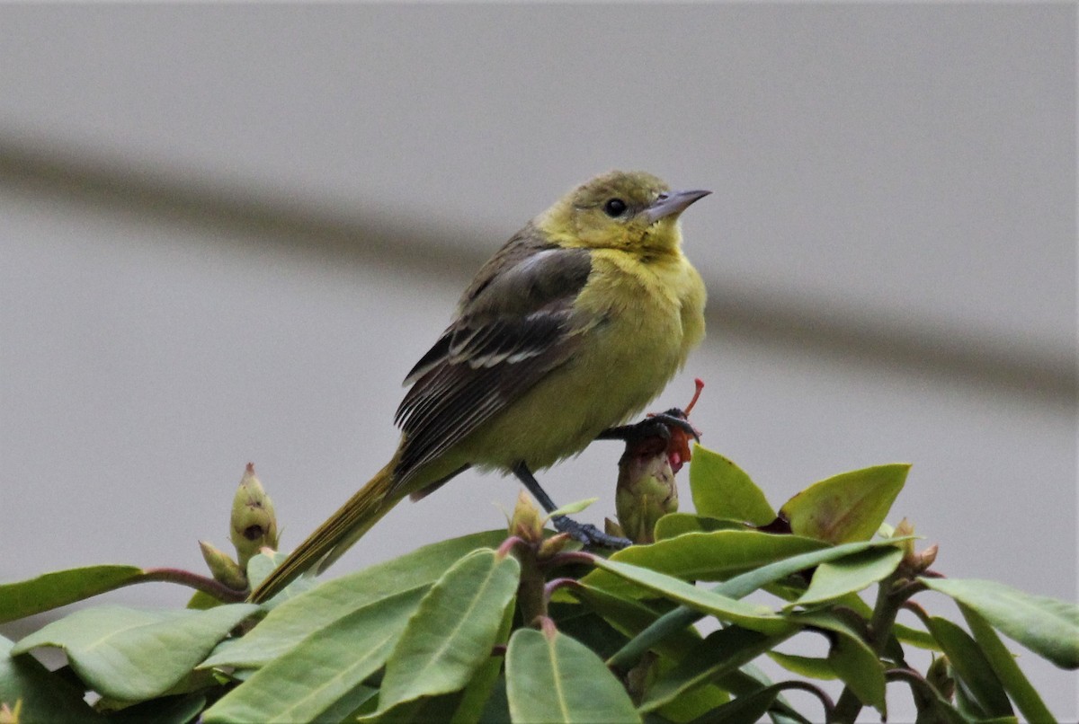 Orchard Oriole - ML302523061